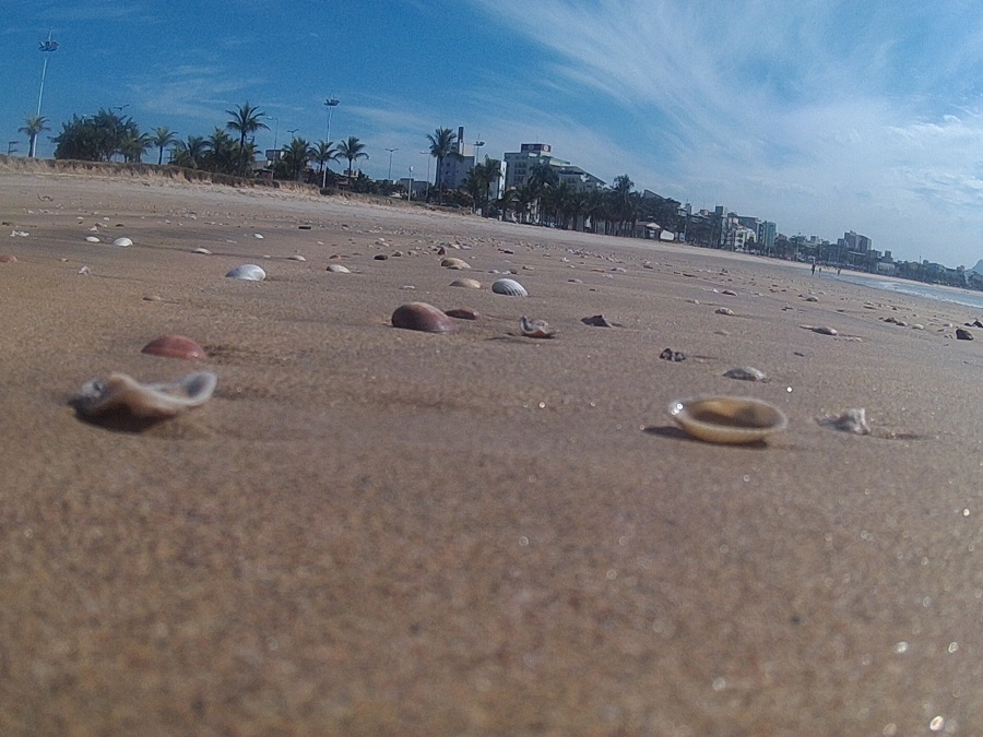 imagem-de-conchas-na-areia-da-praia