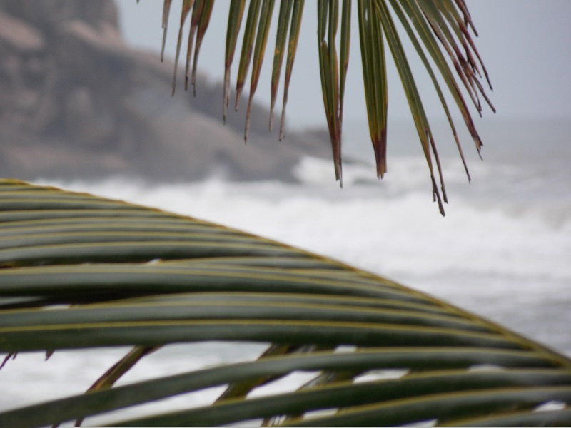 imagem-de-palmeira-e-praia