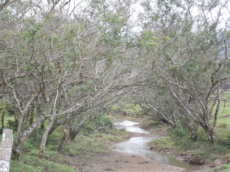 imagem-de-paisagem-no-mangue