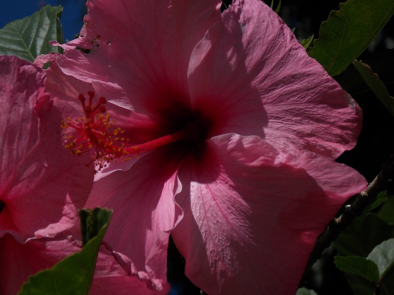 aldeia-velha-imagem-flor-de-hibisco