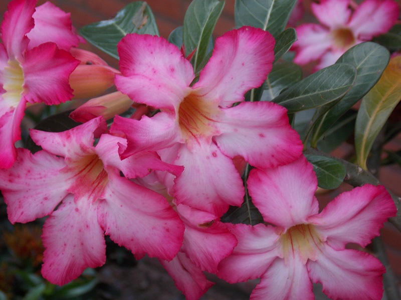 foto-mostra-flores-da-planta-chamada-flor-do-deserto-nas-suas-cores-rosas-e-lilás-fortes-e-que-chama-atenção-por-sua-beleza