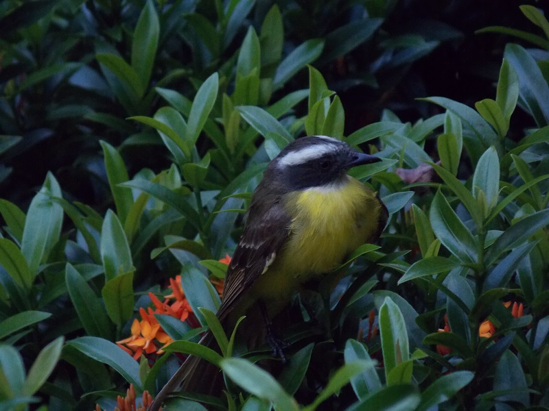 foto-apresenta-um-pequeno-pássaro-pousado-em-um-pé-de-planta