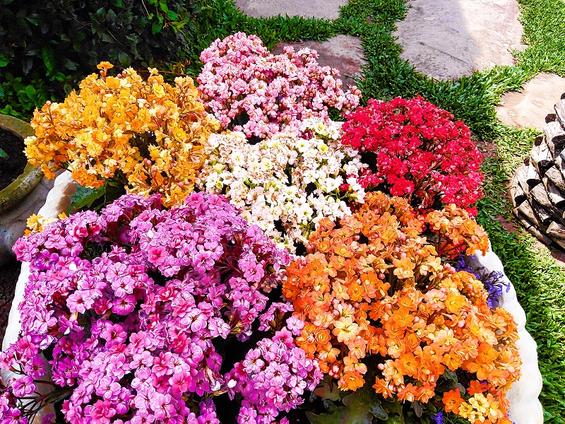 flores-coloridas