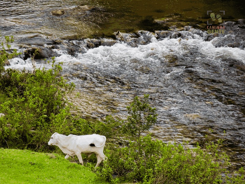foto-de-vaca-atravessando-rio