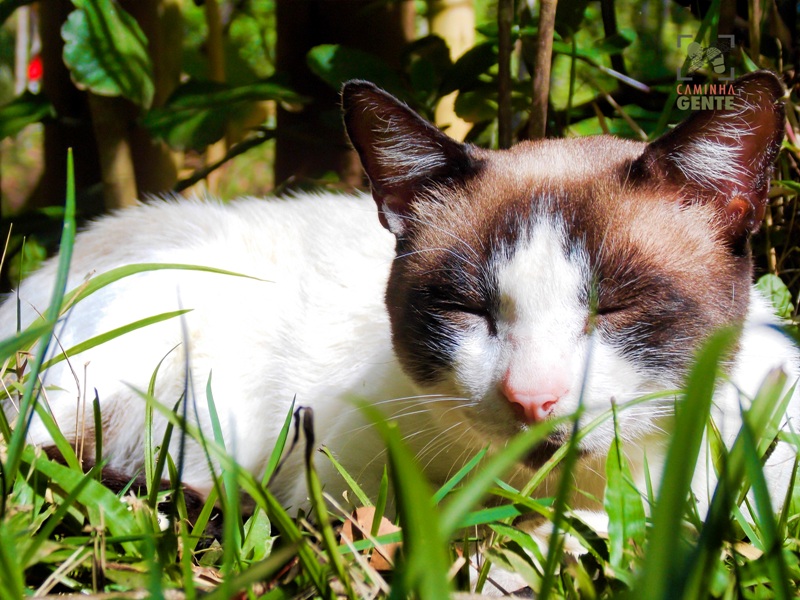 foto-apresenta-gato-dormido-em-meio-grama