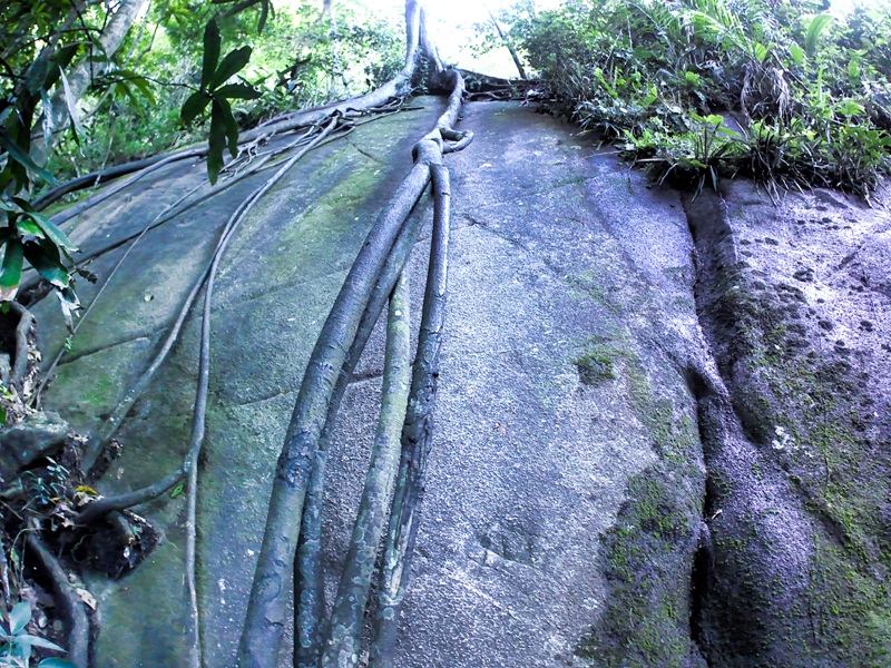 foto-com-grandes-raizes-em-umagrande-pedra-que-serve-de-apoio-para-escalada