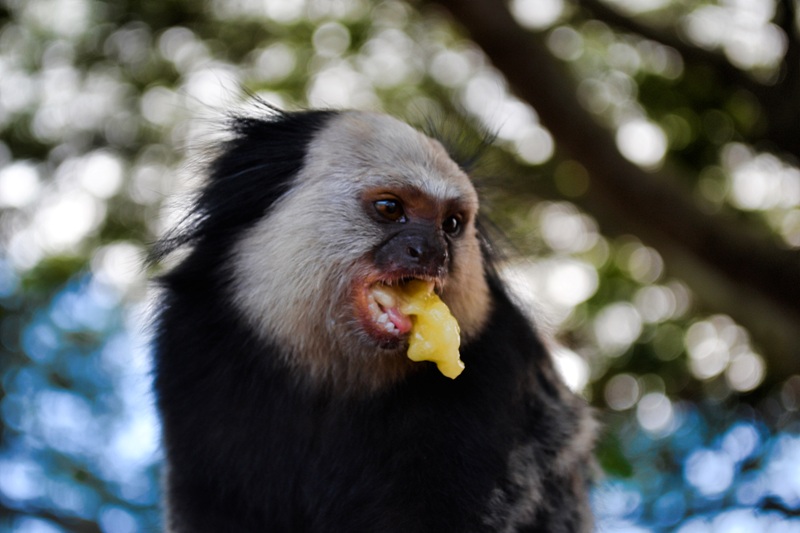 foto-de-macaquinho-comendo-banana