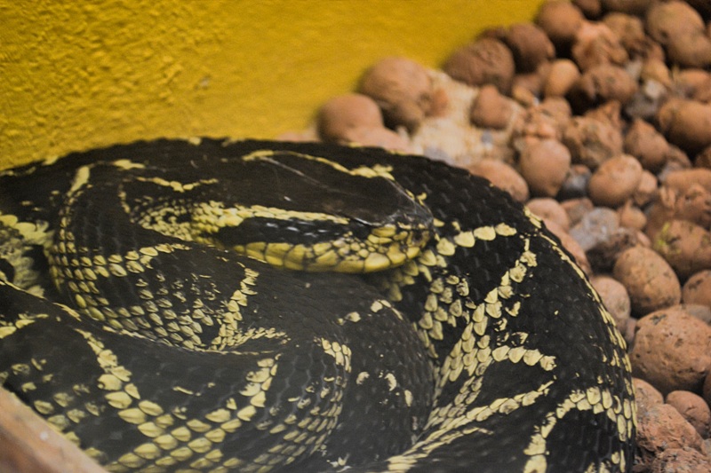 foto-apresenta-serpente-em-cativeiro-na-cor-preta-com-amarela