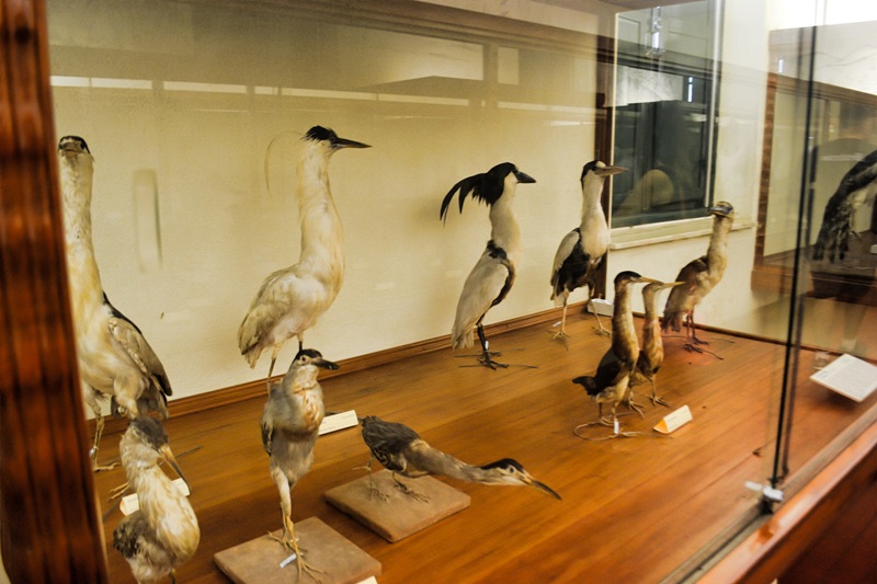 foto-demonstra-aves-expostas-no-pavilhao-de-taxidermia-do-museu-mello-leitão