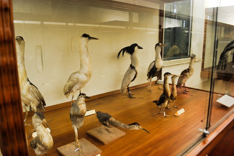 foto-apresenta-aves-empaladas-em-grande-vitrine