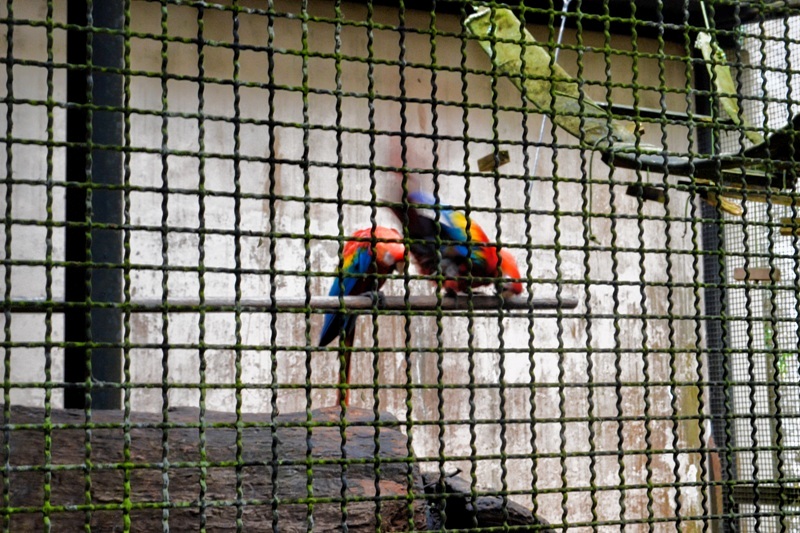 foto-das-aves-existentes-no-museu-de-biologia-mello-leitão-araras-coloridas-reunidas-em-viveiro-espaçoso