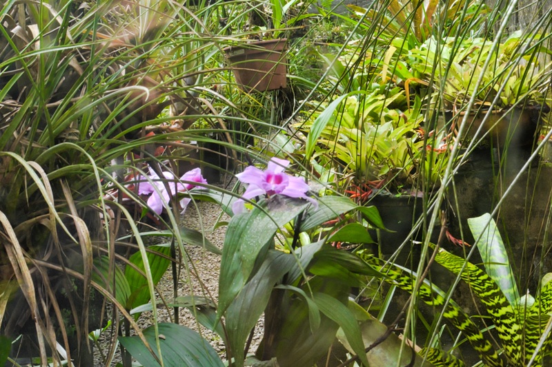 foto-apresenta-diversas-orquídeas-cor-lilás