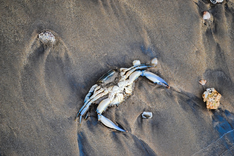foto-apresenta-caranguejo-morto-na-areia-da-praia-semana-do-meio-ambiente-caminhada-ecológica-em-vitoria-es