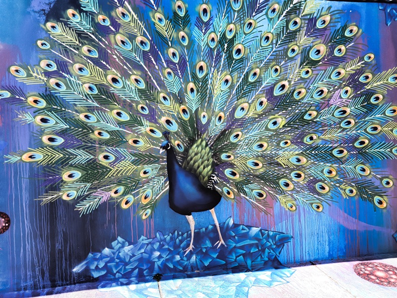 foto-mostra-um-grande-pavão-na-arte-em-grafite-beco-do-batmam-uma-galeria-de-arte-a-ceu-aberto-na-vila-madalena