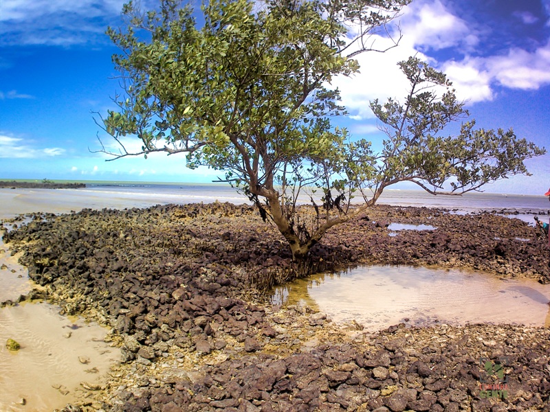 foto-apresenta-arvore-em-meio-diversas-formações-de-corais-e-uma-paisagem-exótica.