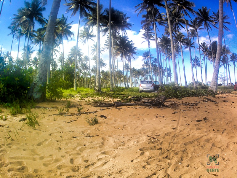 foto-mostra-grandes-coqueiros-na-areia-da-praia-de-coqueiral.aracruz-es
