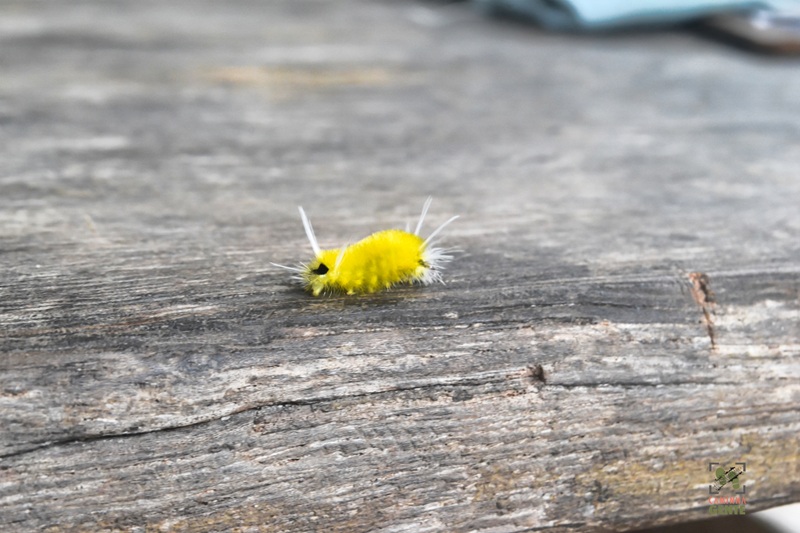 foto-mostra-pequena-lagarta-de-coloração-amarela-