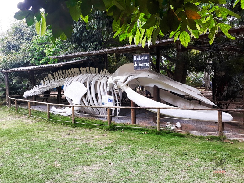 foto-mostra-grande-esqueleto-de-baleia-jubarte-em-patio-do-centro-de-cultura-e-estudos-de-regência-linhares-es