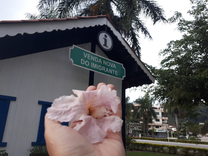 foto-mostra=pessoa-segurando-uma-flor-em-frente-ao-centro-de-informações-de-venda-nova-do-imigrante-es