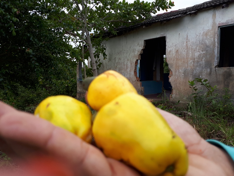 foto-mostra-pessoa-com-a-mão-segurando-diversos-cajus-maduros