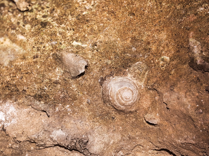 foto-mostra-concha-do-mar-encrustada-em-parede-de-rocha-a-milhares-de-anos-na-gruta-do-limoeiro-castelo-es