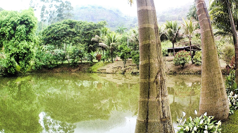 foto-mostra-lago-rodeado-de-grandes-palmeiras