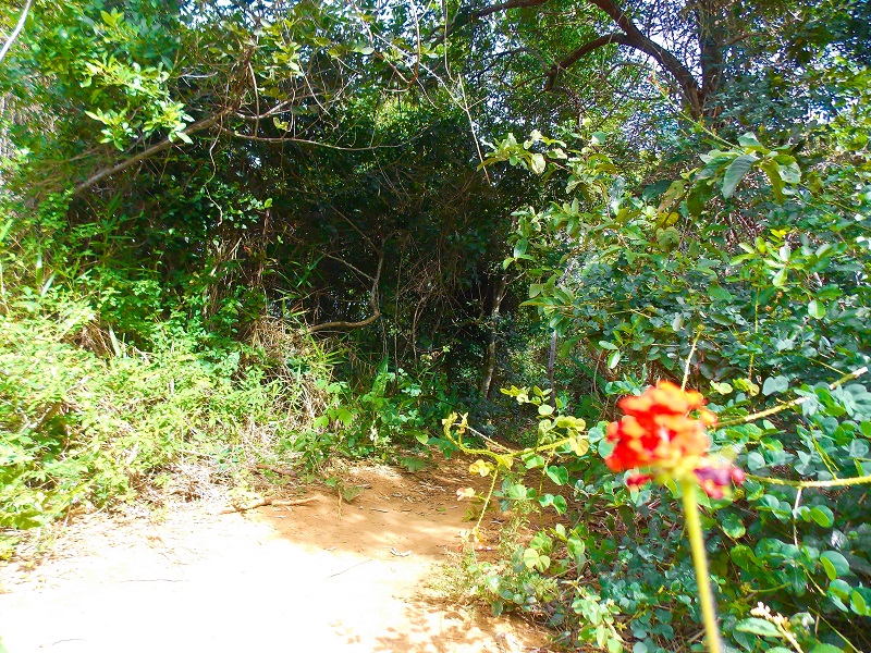 trilha-de-acesso-a-uma-das-praias-secretas-do-morro-da-pescaria-em-guarapari-es