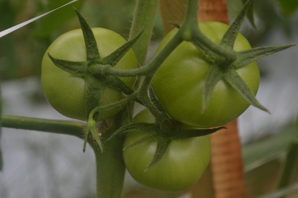 tomates-organicos-produzidos-em-santa-maria-de-jetiba-es