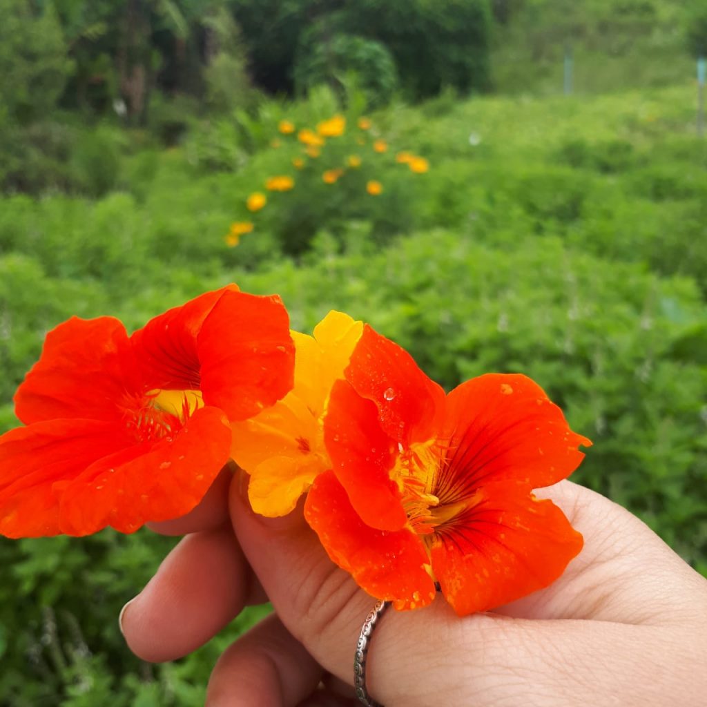 flores-comestiveis-do-sitio-hammer-tesch