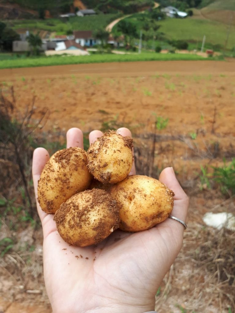 batatas-organicas-cultivadas-no-sitio-elvis-em-santa-maria-de-jetibá-es