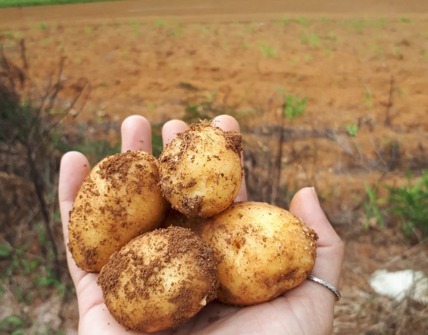 batatas-organicas-cultivadas-no-sitio-elvis-em-santa-maria-de-jetibá-es