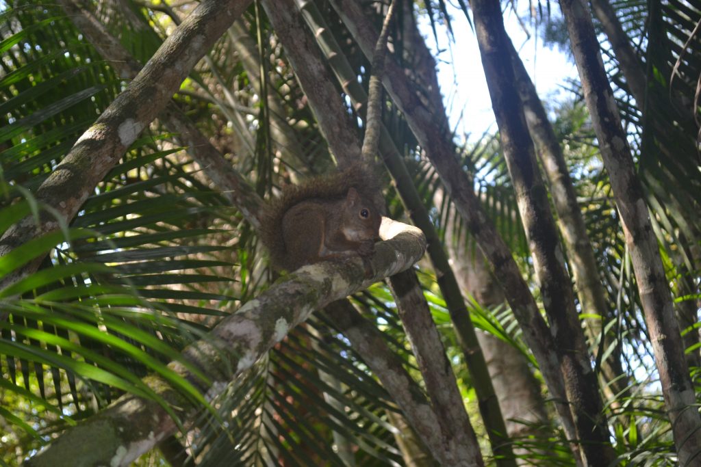 museu-mello-leitão-em-santa-teresa-es