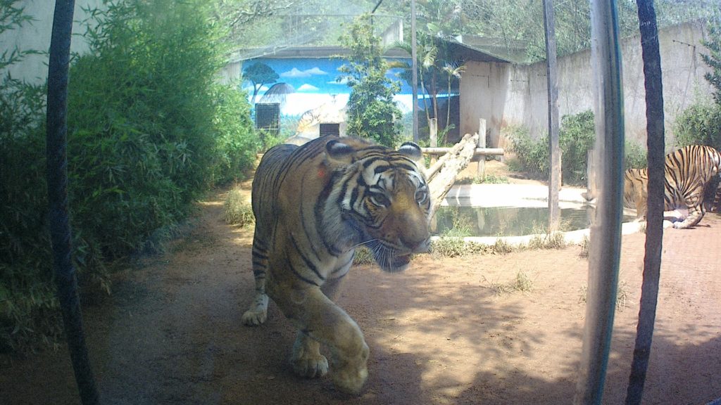 tigre-zoo-parque-em-marechal-floriano-espirito-santo