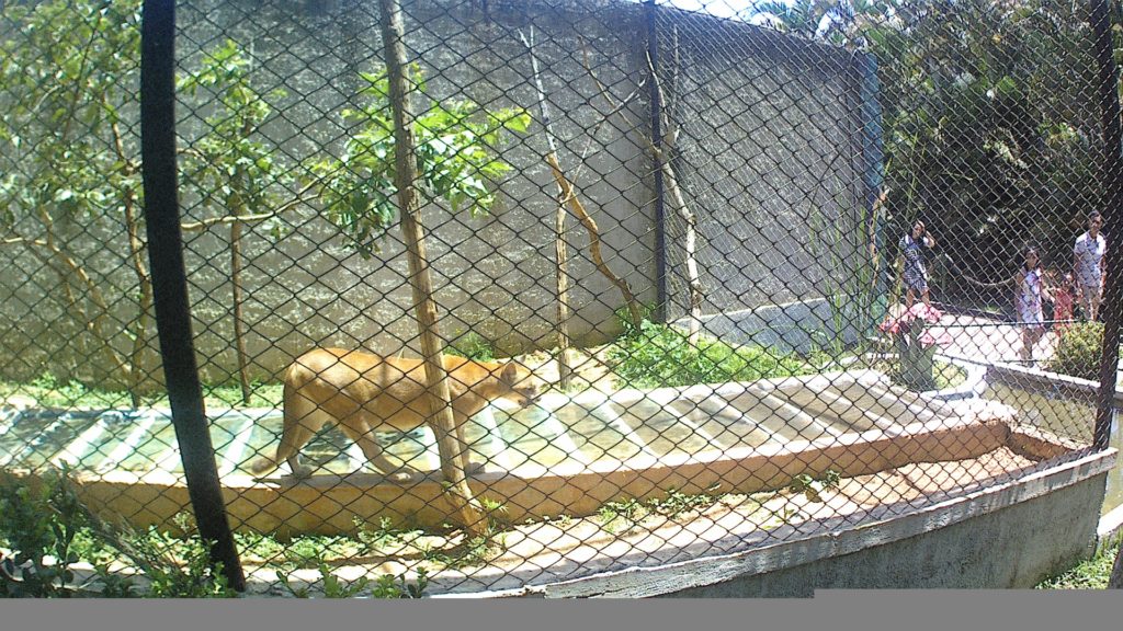 onça-parda-zoo-parque-da-montanha-em-marechal-floriano-es