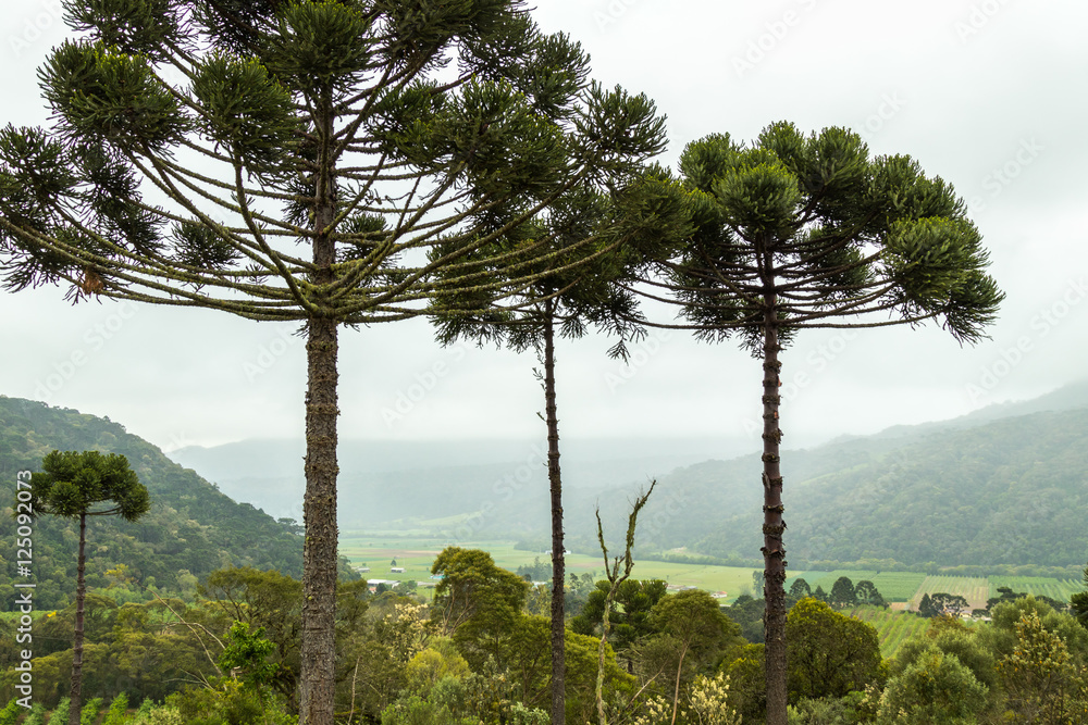 araucaria-neblina-serra-gaucha-rs