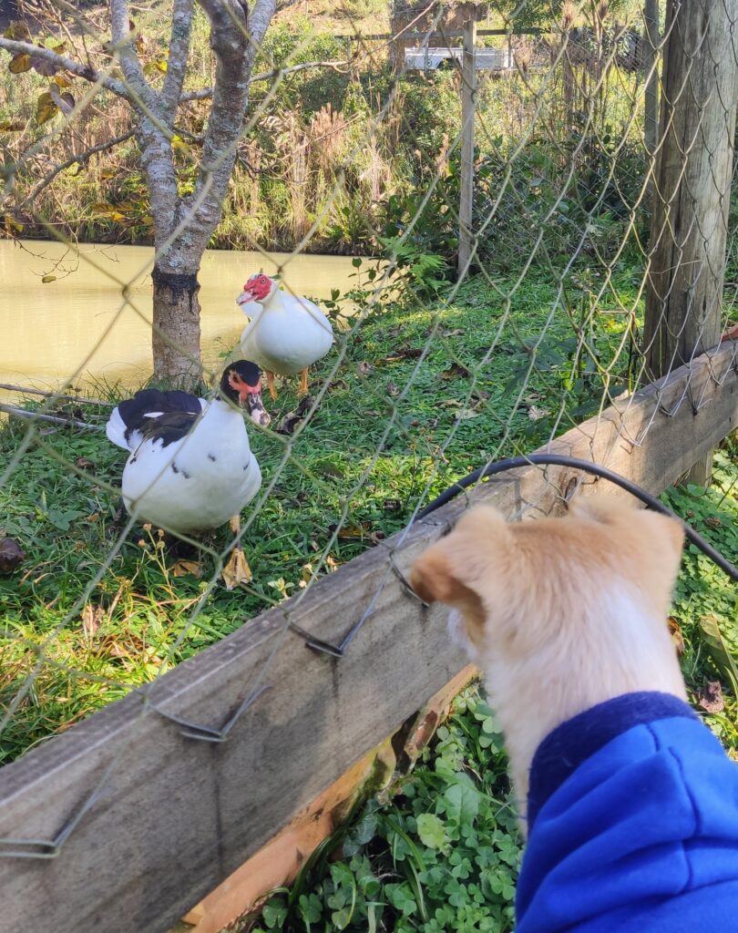 hospedagem-sitio-vô-airton-no-alto-itajaí-no-município-de-chapadão-do-lageado-em-santa-catarina